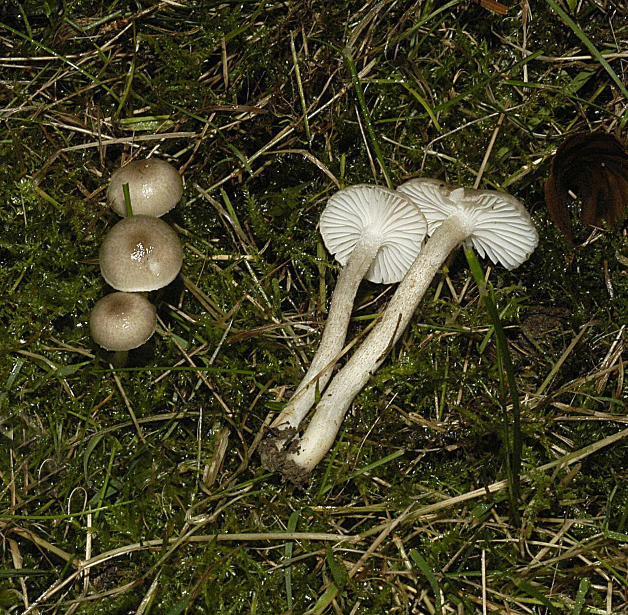 01052013090822 160 art 171 4807 hygr pustulatus e34 schwarzpunktierter schneckling