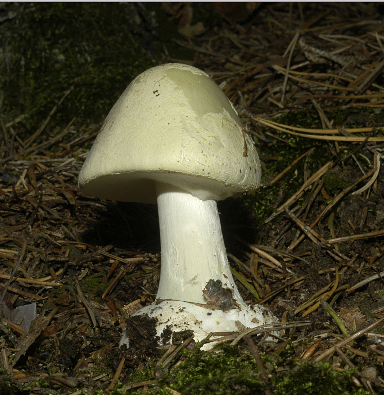 01052013091237 161 art 172 4835 ama citrina e06 kopie