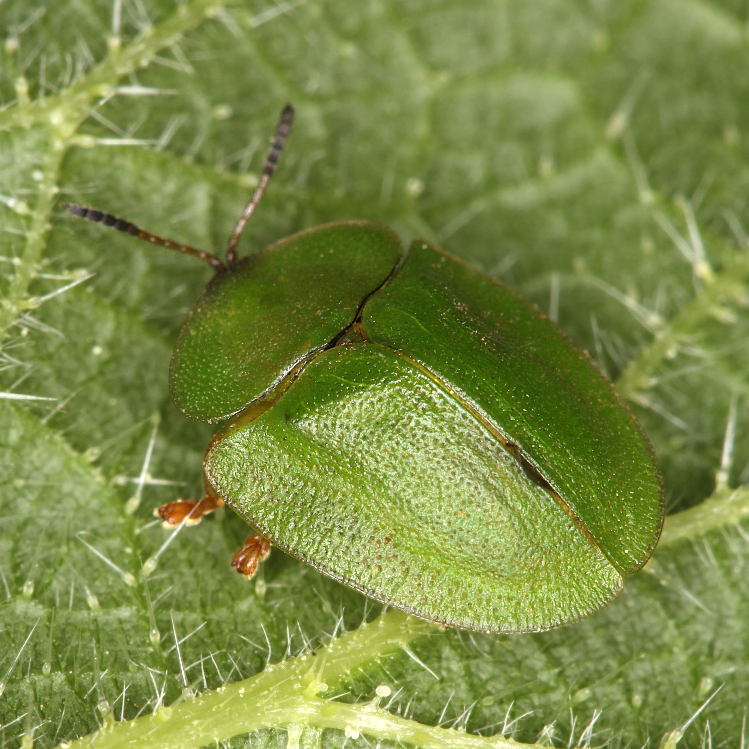 01052013171343 162 art 173 cassida viridis 1 1