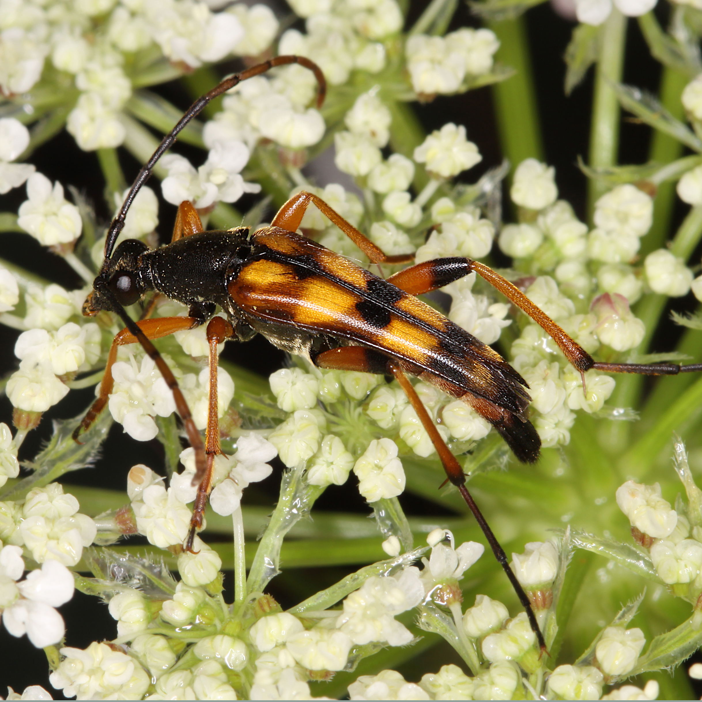 01052013182459 164 art 175 strangalia attenuata 1