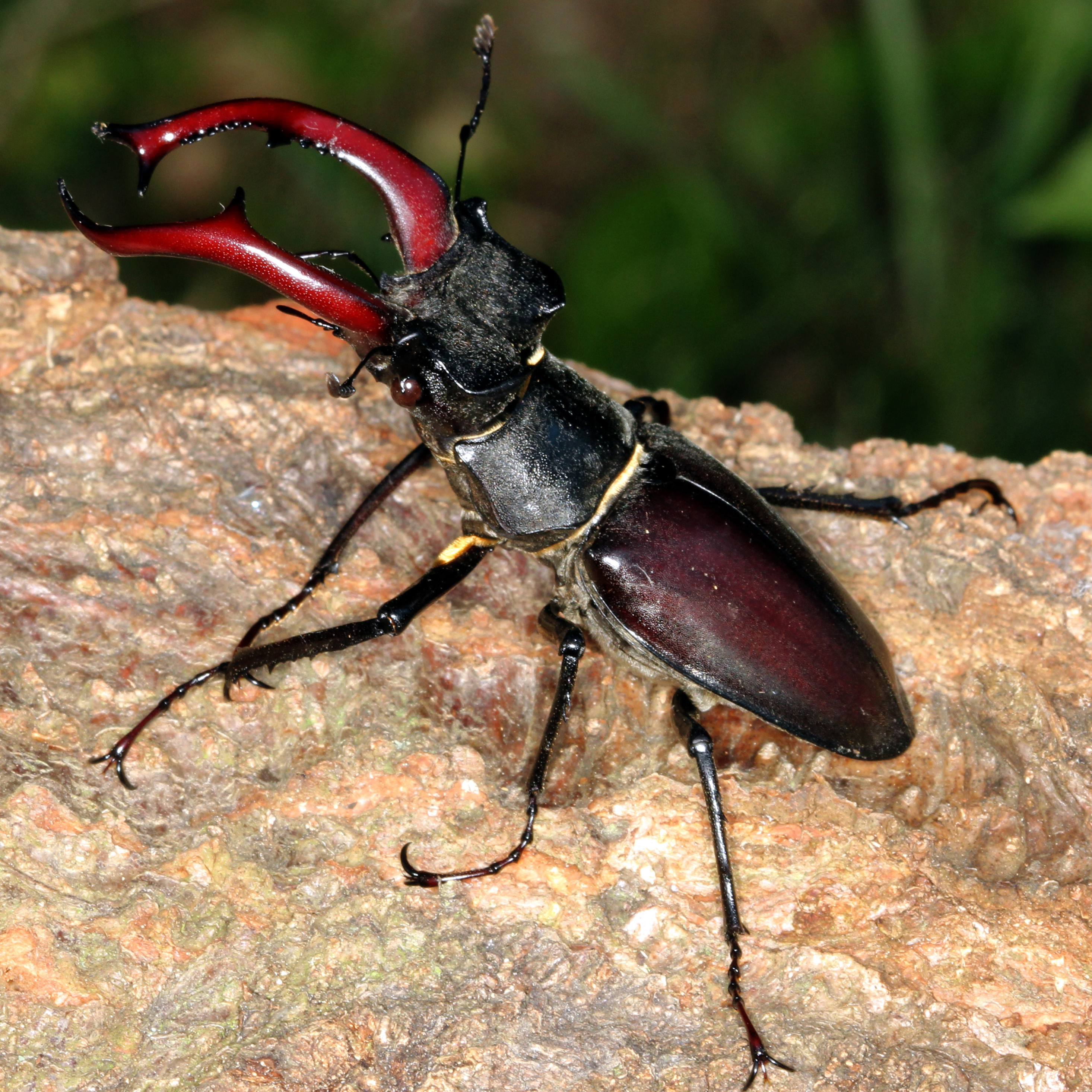 01052013184137 165 art 174 lucanus cervus 11 2