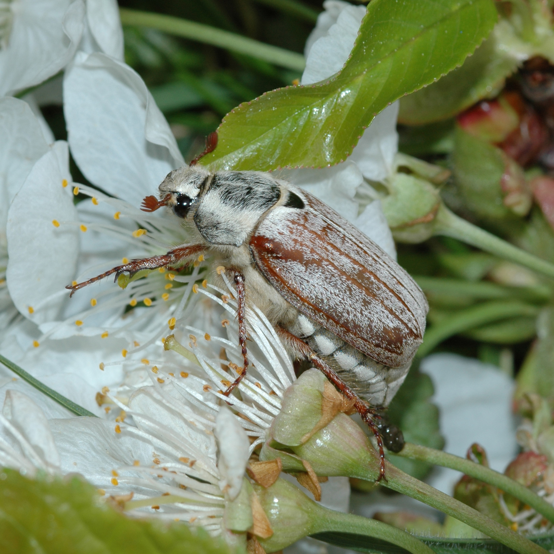 01052013184747 166 art 177 melolontha pectoralis 1