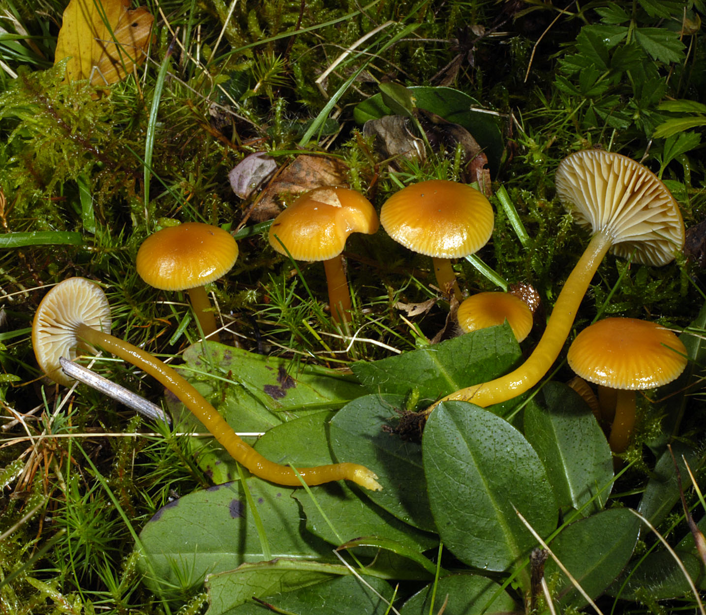 01052013202234 168 art 179 6210 hygrocybe laeta 40 zaher saftling