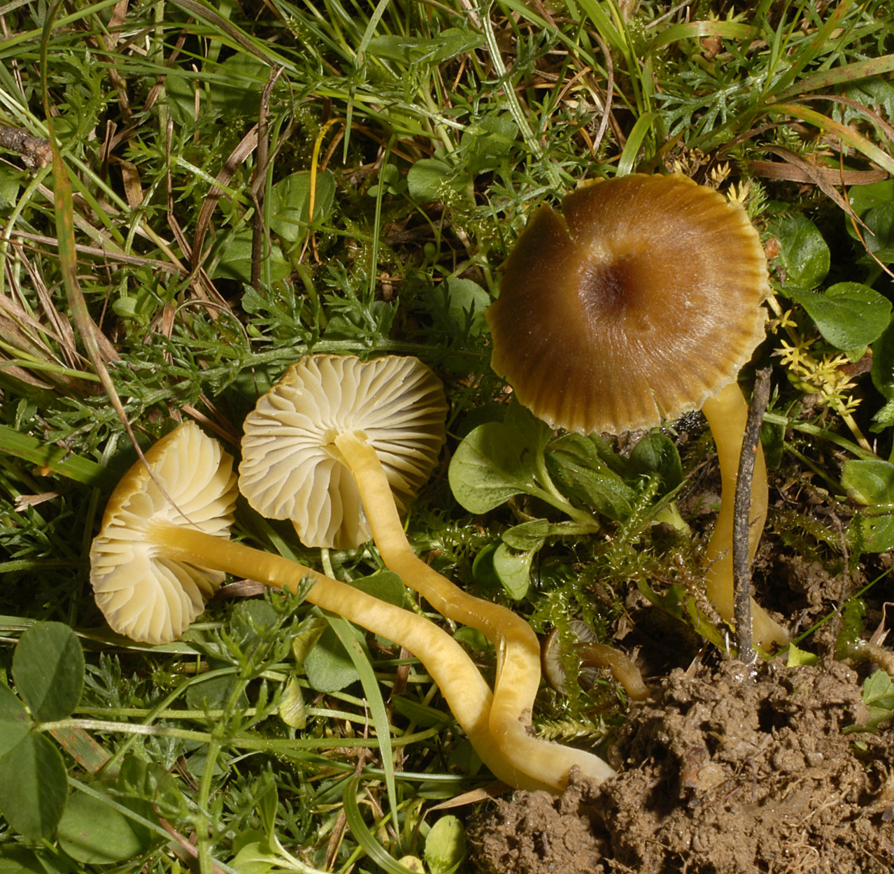 01052013202418 169 art 180 6538 hyg spadicea e53 braungelber saftling