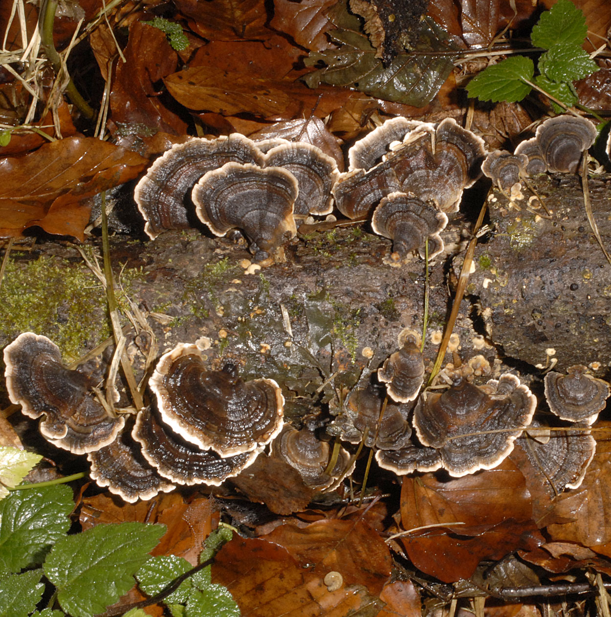 01052013202648 170 art 181 6746 tra versicolor schwarz e32 kopie