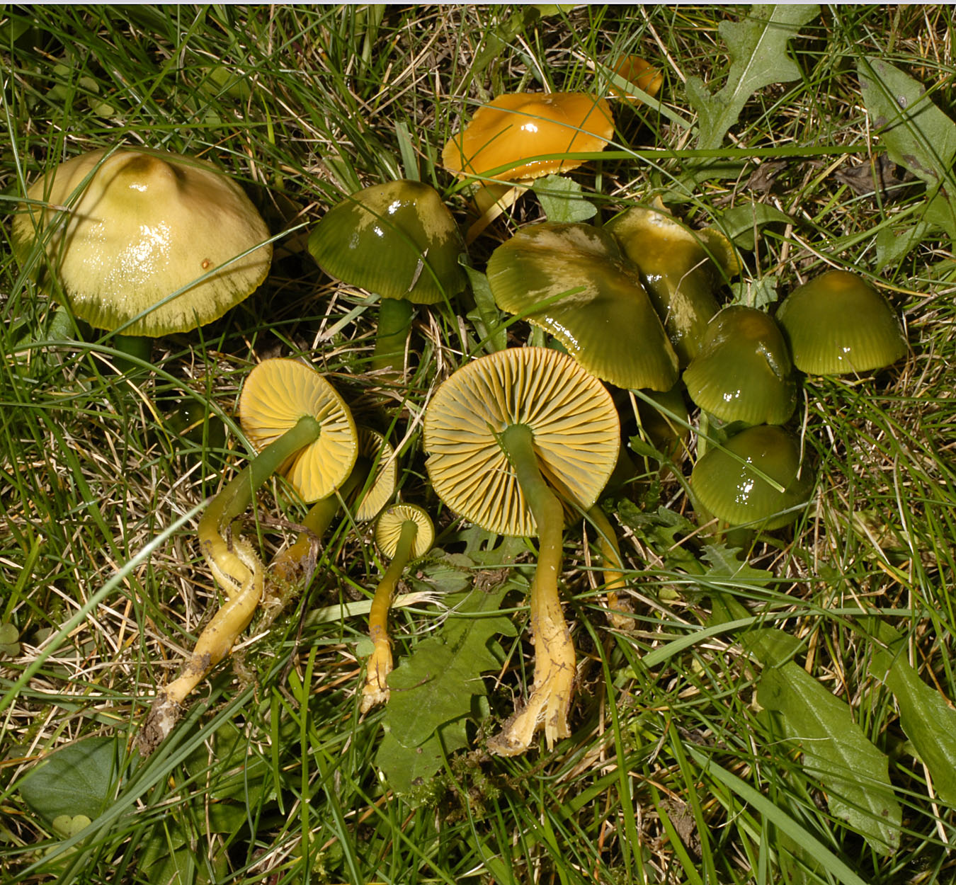 01052013203102 171 art 182 6667 hyg psittacina e123 kopie