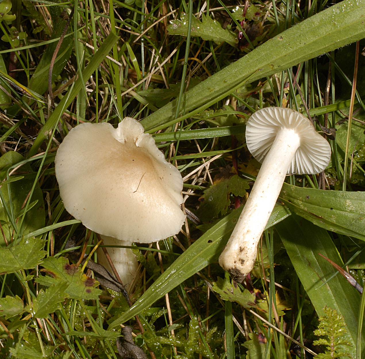 01052013203328 172 art 183 6708 hyg fornicata e52 blassgrauer ellerling