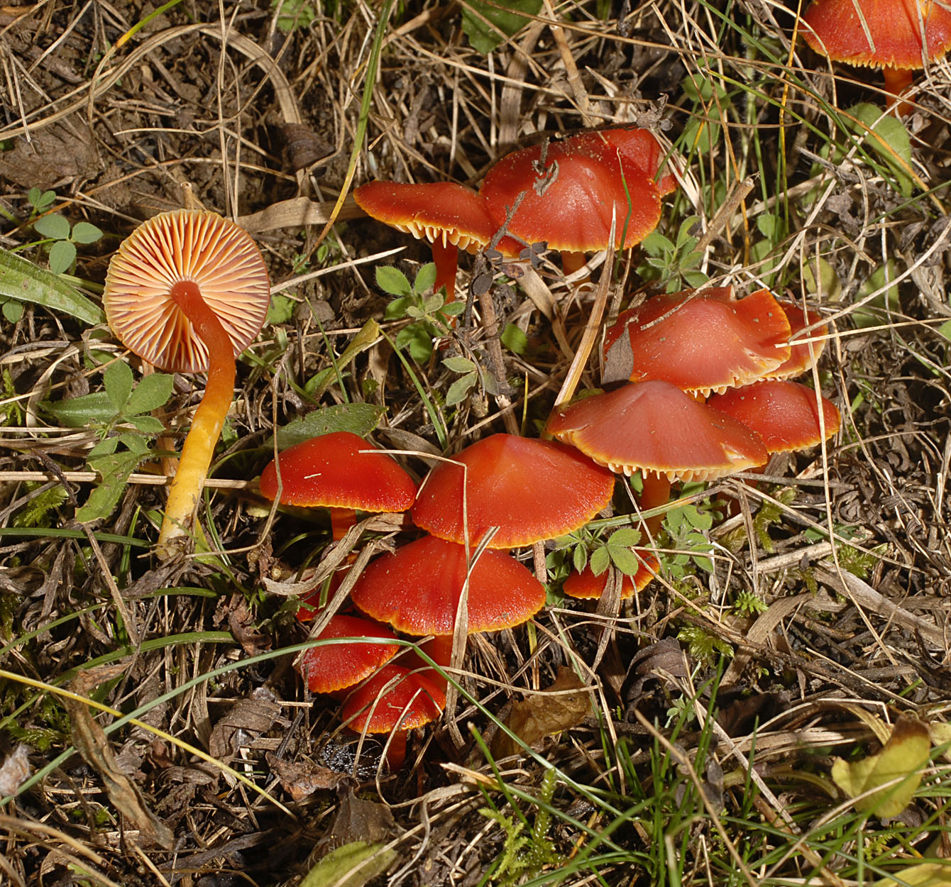 01052013203635 173 art 184 7123 hygrocybe coccinea e261 kopie