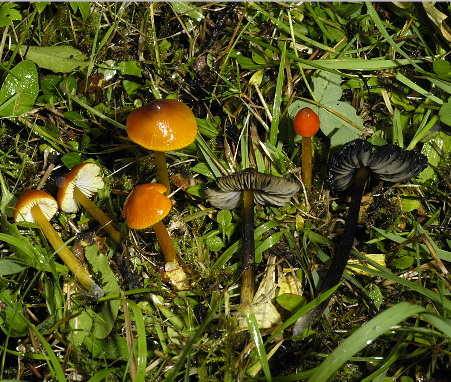 01052013203925 174 art 185 hyg conica 5414 37 schwarzender saftling