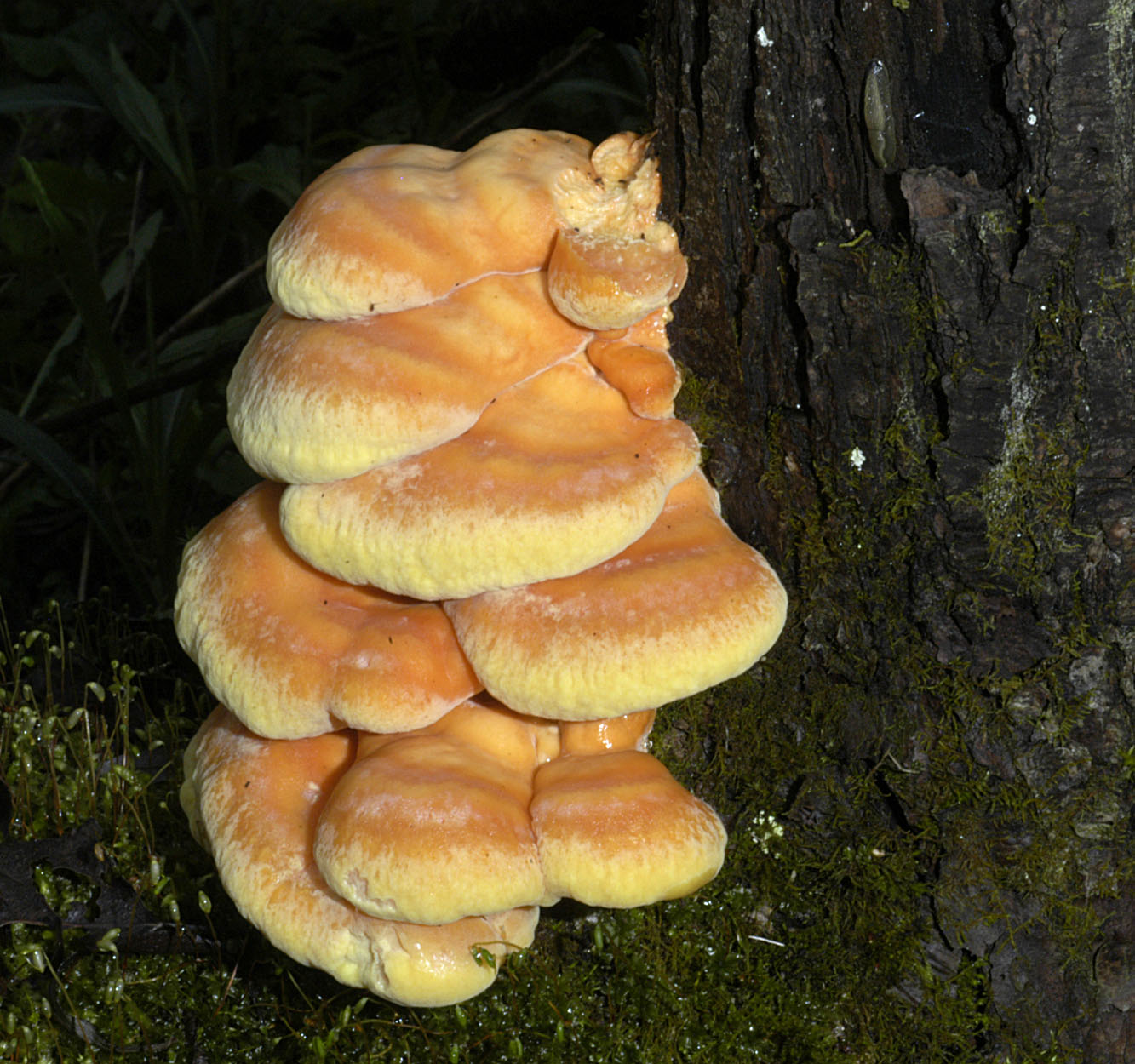 01052013204158 175 art 186 lae sulphureus 5235 2 kopie