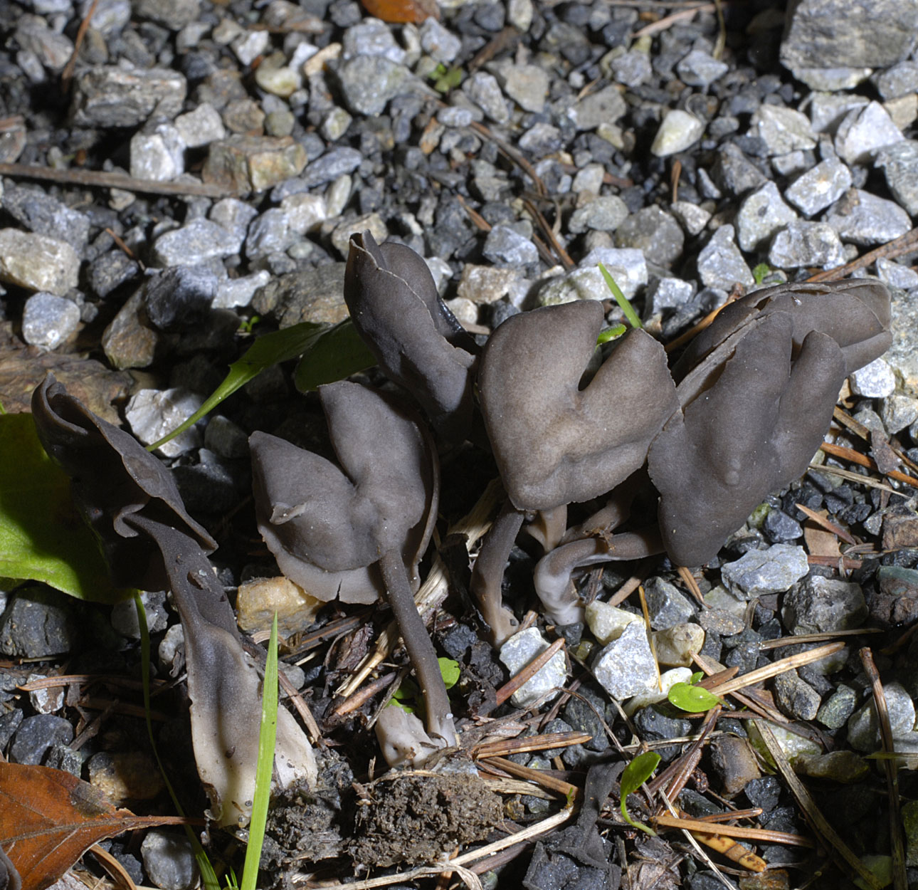 01062013090707 842 art 756 lep atra 5699 111 kopie