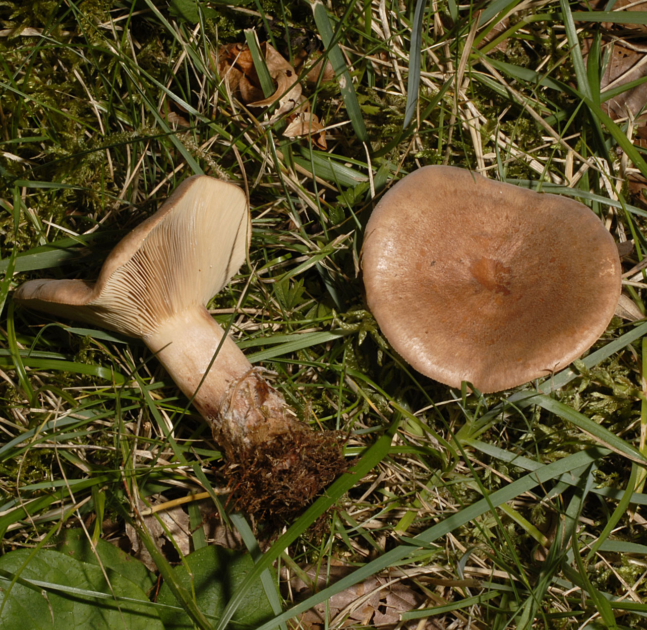 01062013091029 843 art 757 6452 lac quietus e11 kopie