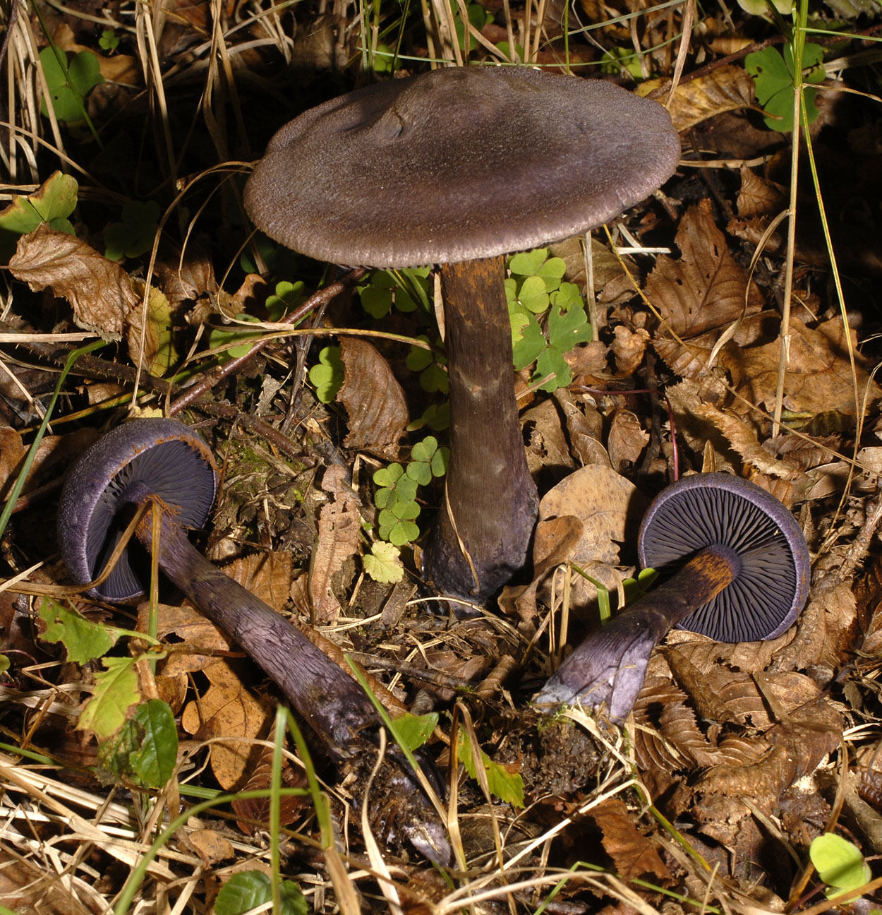 01062013091337 844 art 758 7070 cortinarius violaceus e124 kopie