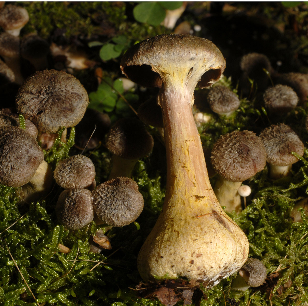 01062013091651 845 art 759 7072 armillaria pseudobulbosa e133 kopie