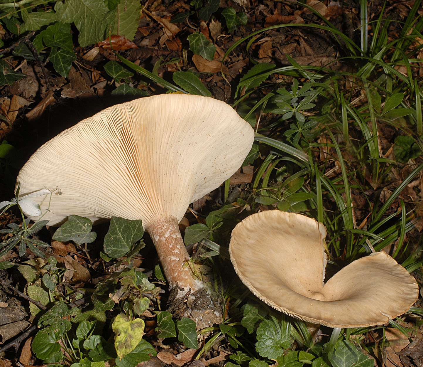 01062013092324 847 art 761 7090 clitocybe geotropa e25 kopie