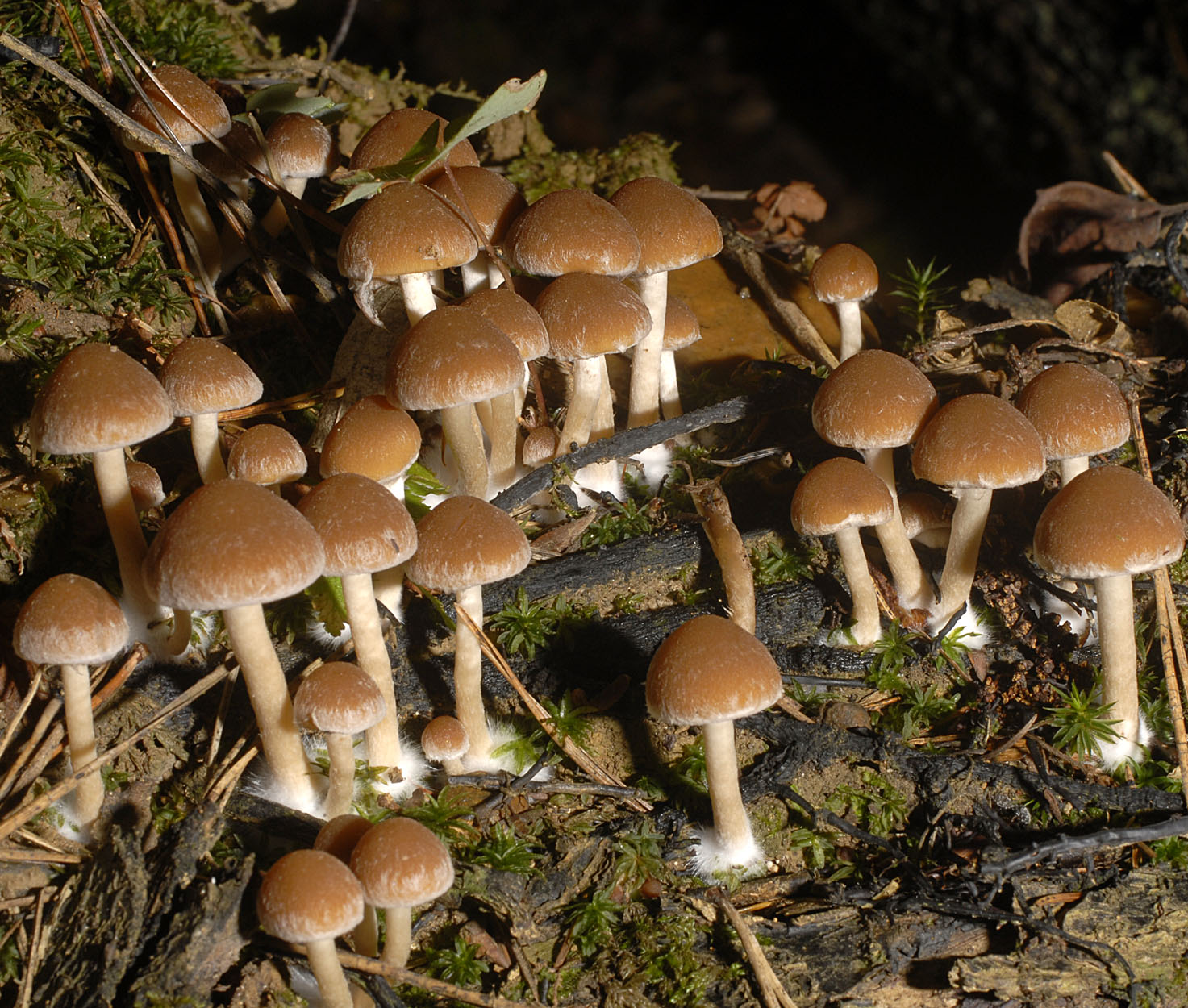 01062013092650 848 art 762 7094 psathyrella piluliformis e59 kopie