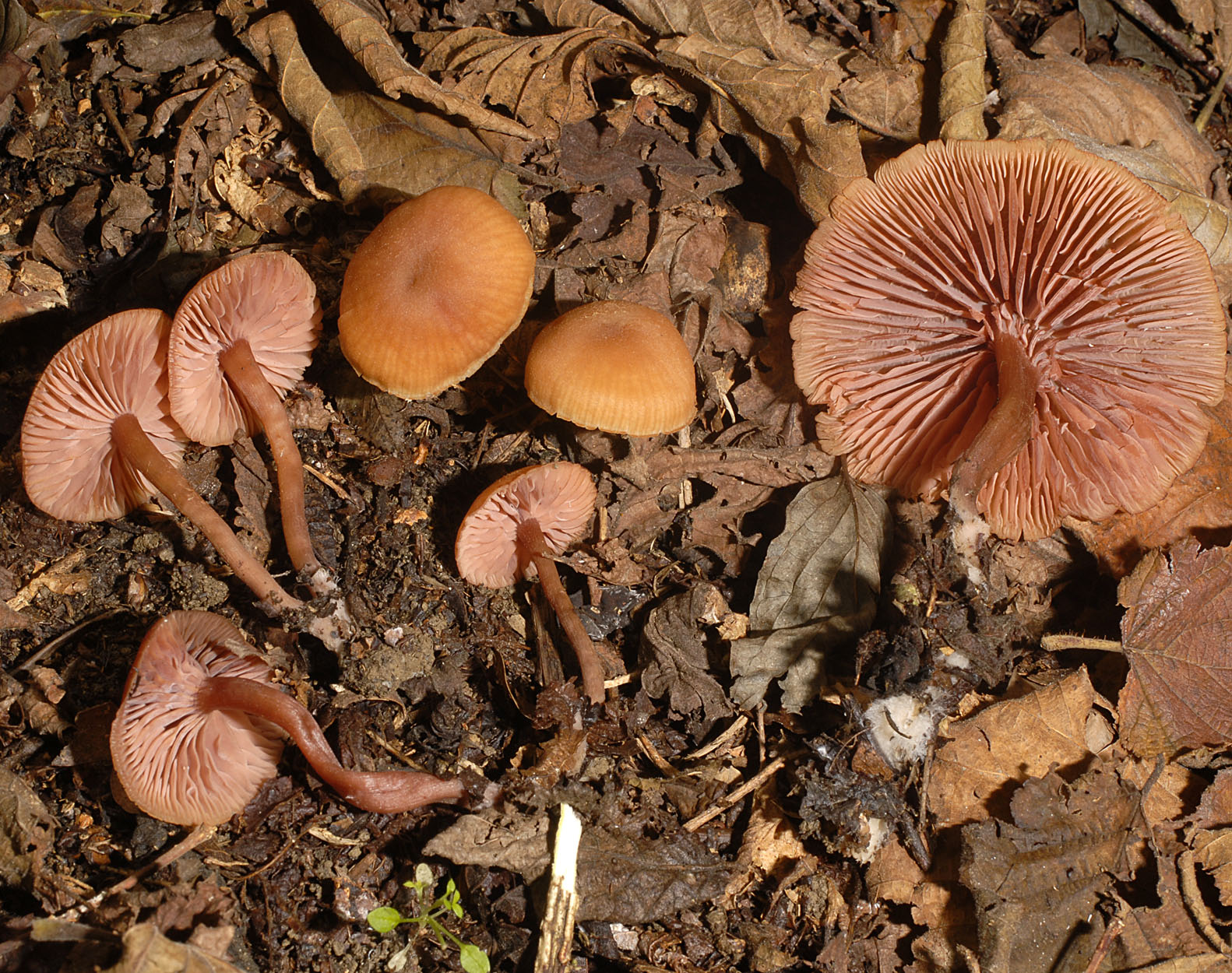 01062013092911 849 art 763 7116 laccaria laccata var. pallidifolia e238 kopie