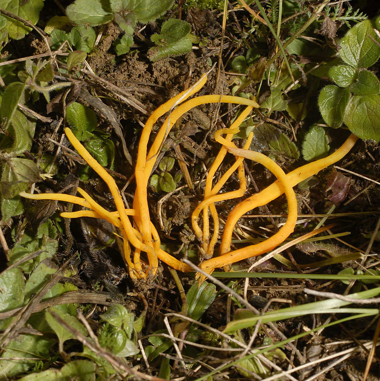 01062013093156 850 art 764 7120 clavulinopsis fusiformis e263 kopie