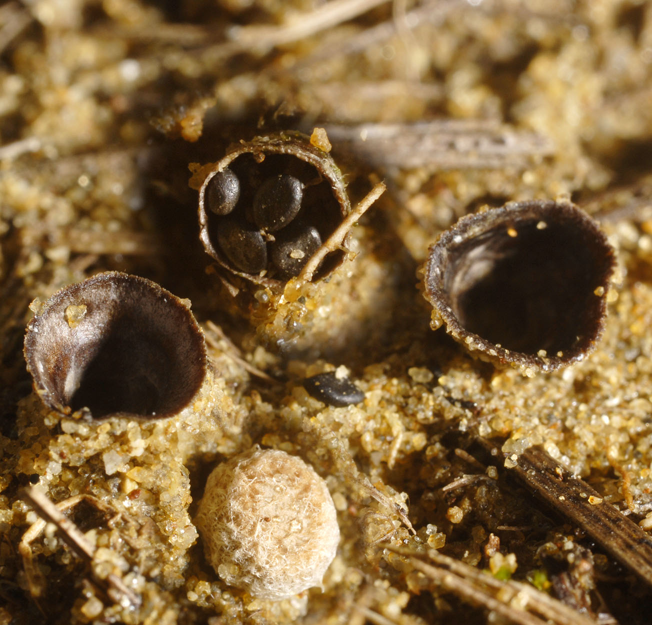 01062013093456 851 art 765 7133 cyathus stercoreus e298