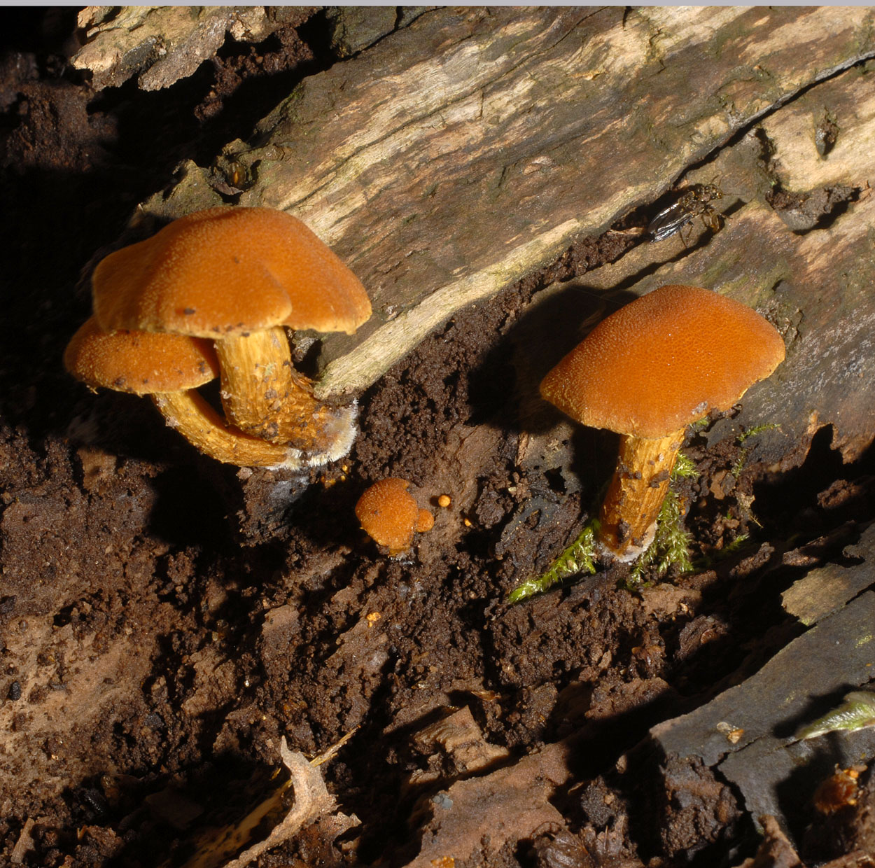 01062013093754 852 art 766 flammulaster limulatus v. l. e257 kopie