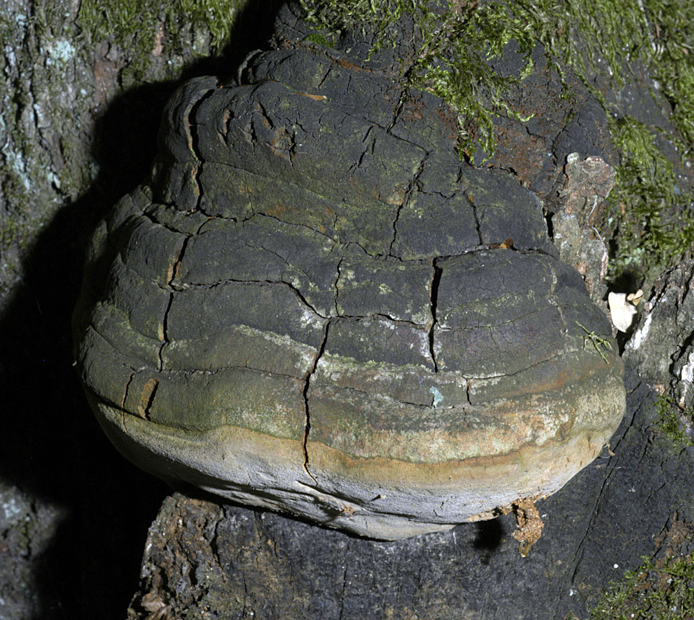 01062013094120 853 art 767 phe robustus 5308 32 kopie