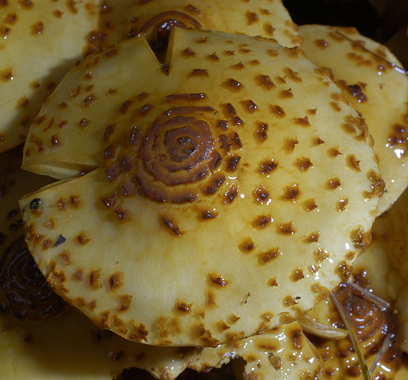 01062013094700 856 art 769 pho jahnii 5693 94 kopie