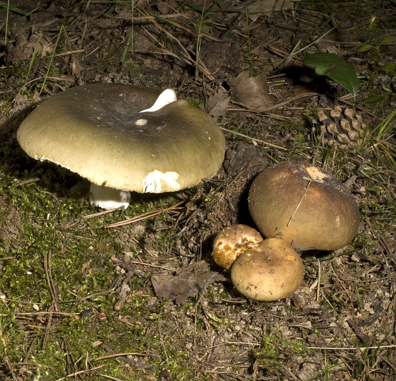 01062013094908 857 art 770 rus cyanoxantha 5469 13 kopie