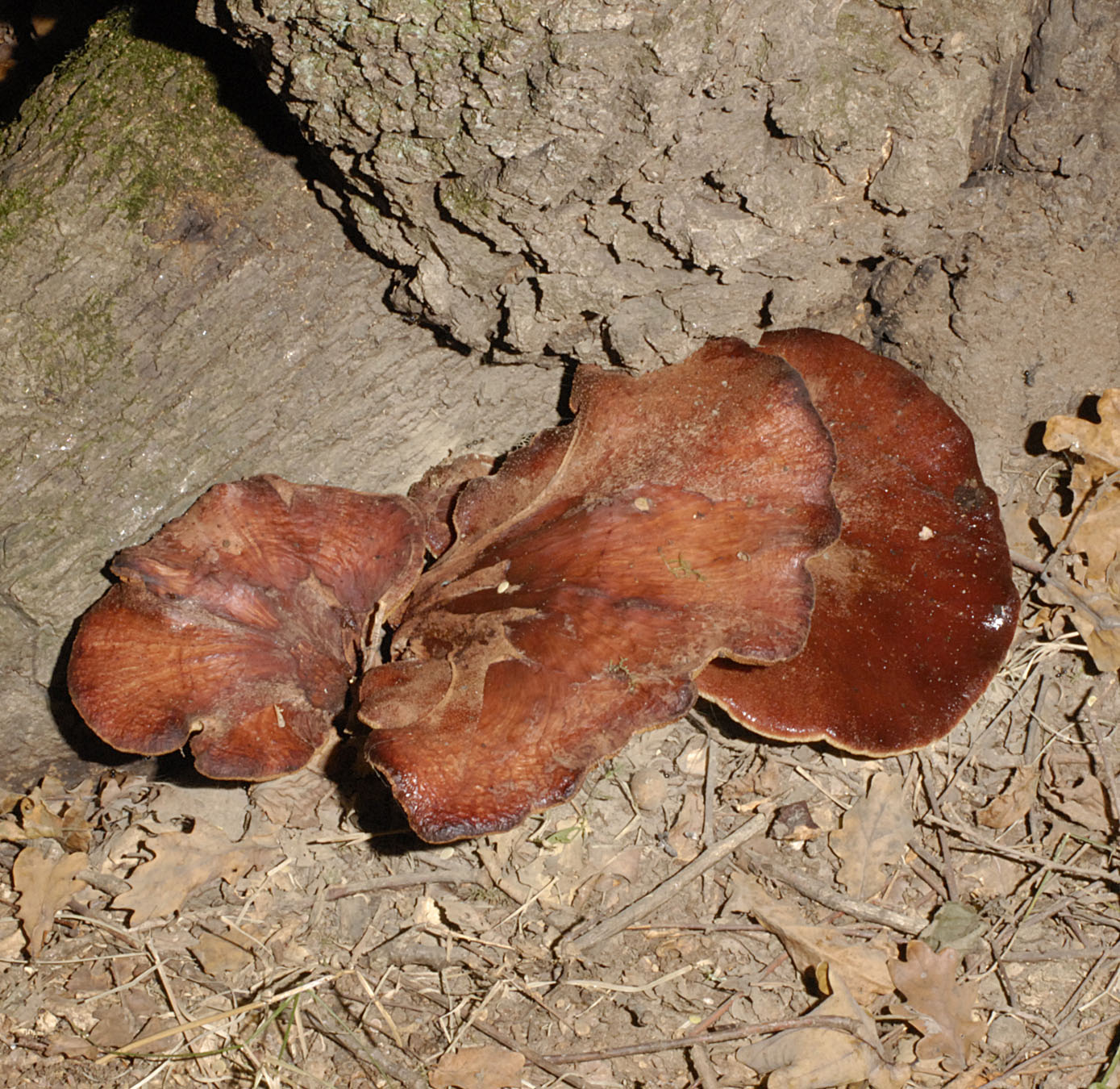 01062013113528 858 art 771 6196 47 kopie