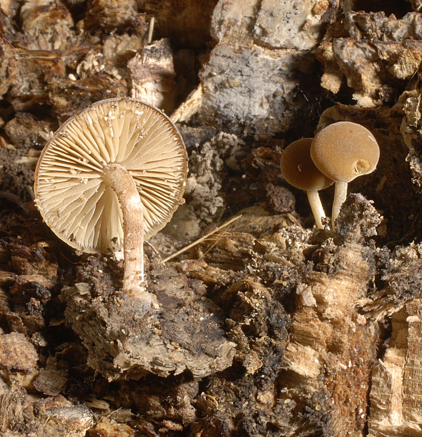 01062013113810 859 art 772 6809 sim centunculus 16 kopie