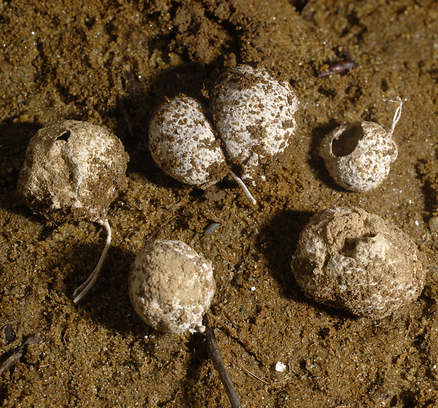 01062013114421 861 art 774 7137 gastrosporium simplex e308 kopie