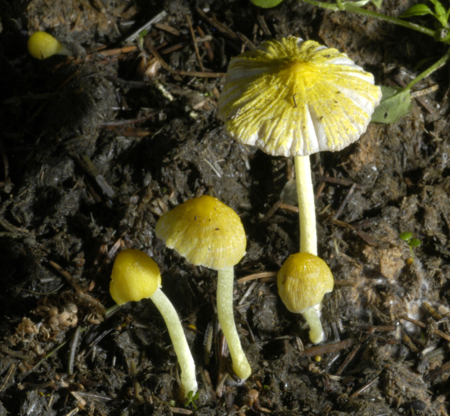 01062013114656 862 art 775 bol vitellinus 5322 33 kopie