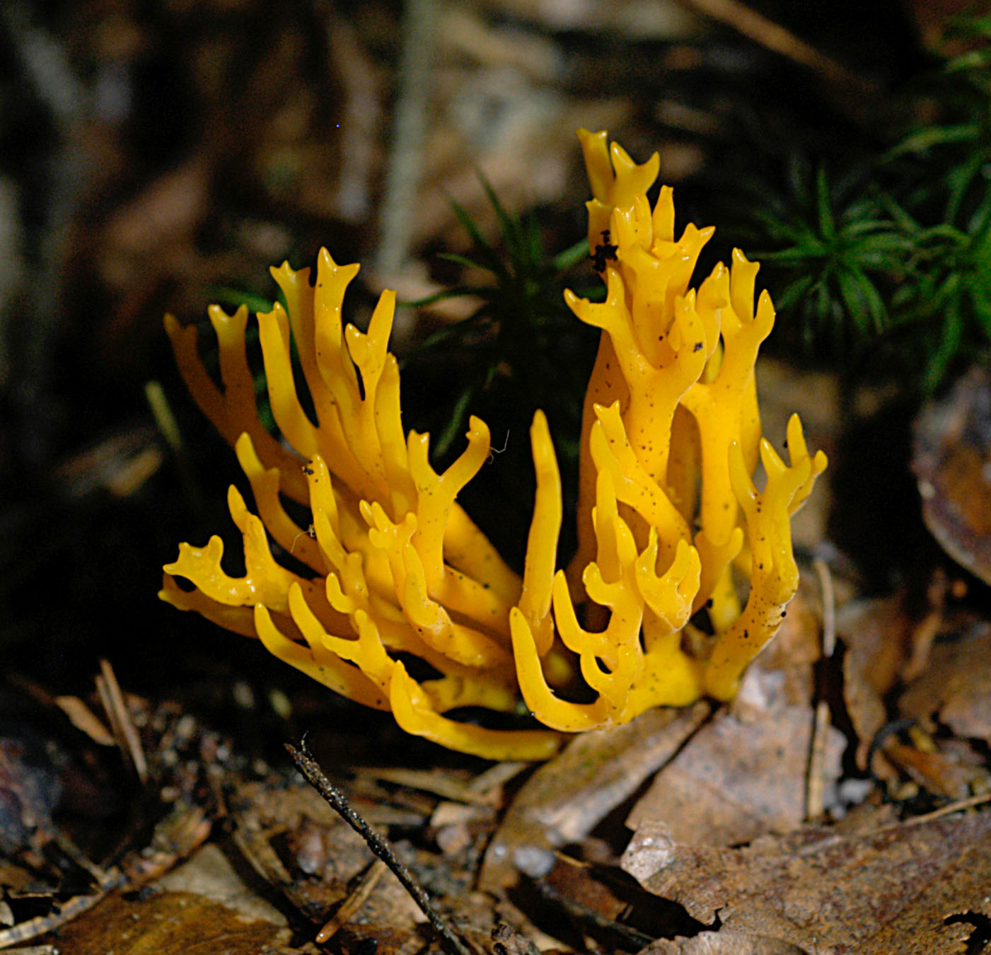 01062013114832 863 art 776 cal viscosa 4990 51 kopie