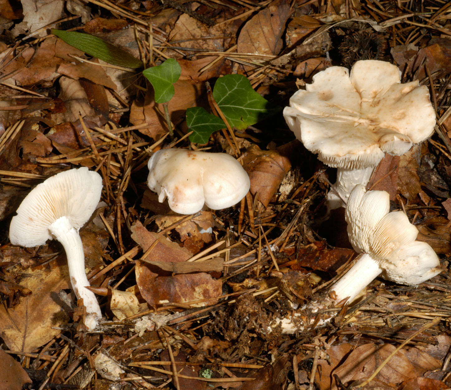 01062013115012 864 art 777 col maculata 5093 9 kopie