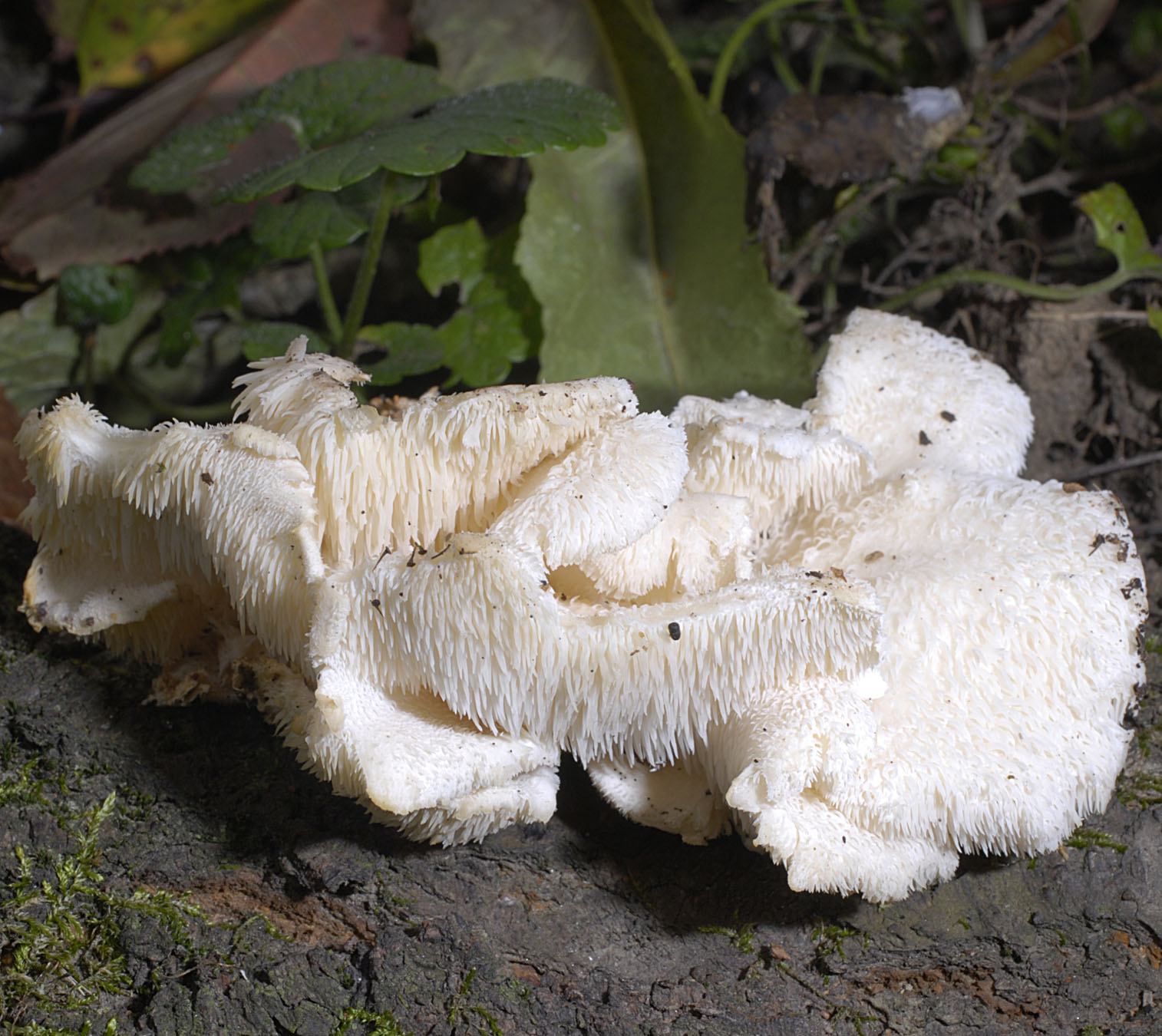 01062013115218 865 art 778 cre cirrhatus 5700 127 kopie