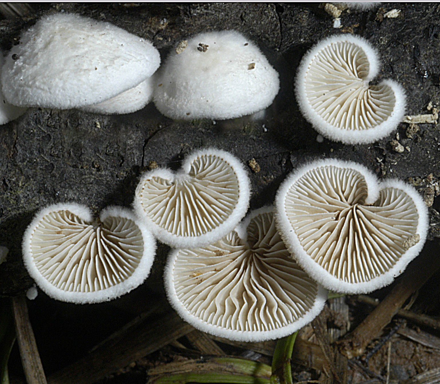 01062013115503 866 art 779 cre variabilis 5351 13 kopie