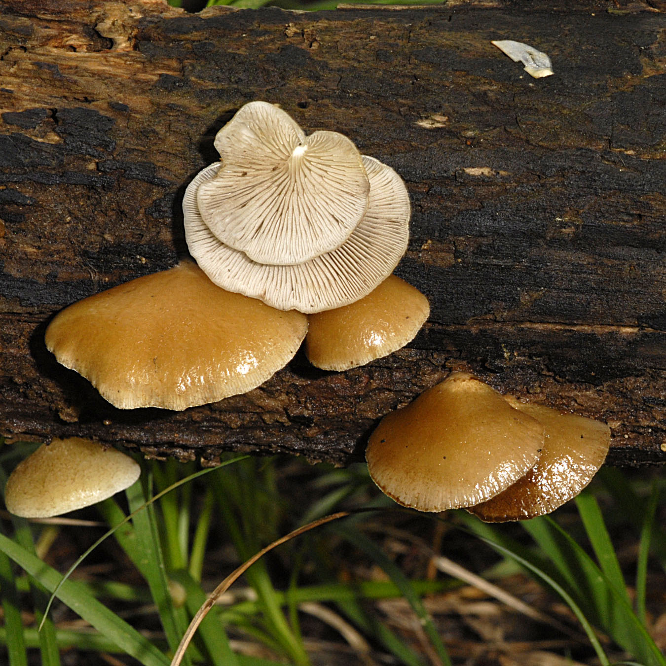 01062013115746 867 art 780 crepidotus calolepis 5927 80 kopie