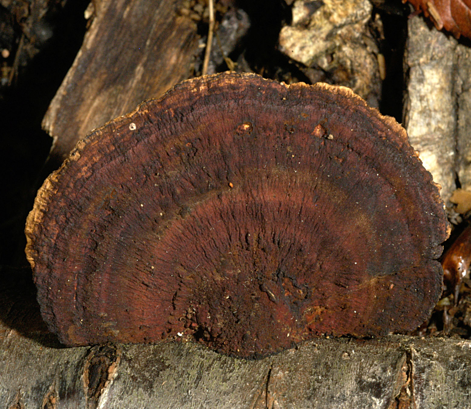 01062013120327 868 art 781 dae confragosa v tricolor 5074 30 kopie