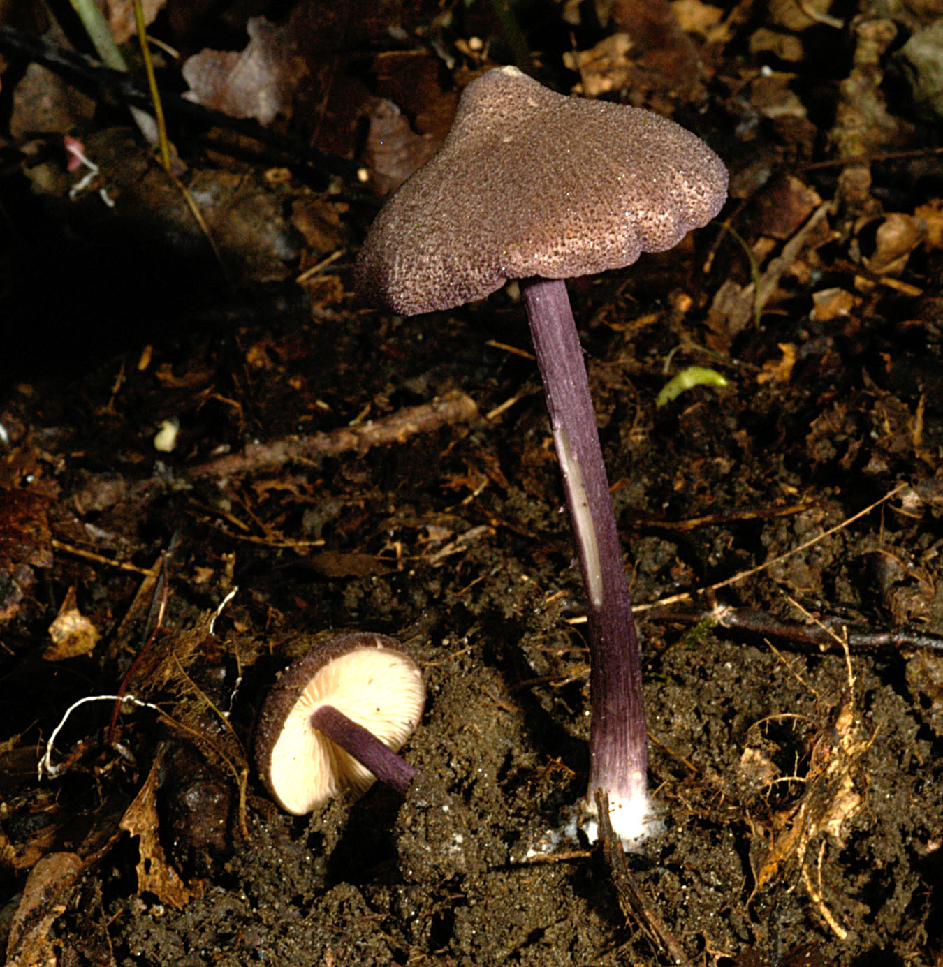 01062013120528 869 art 782 ent allochroum 5136 26 kopie