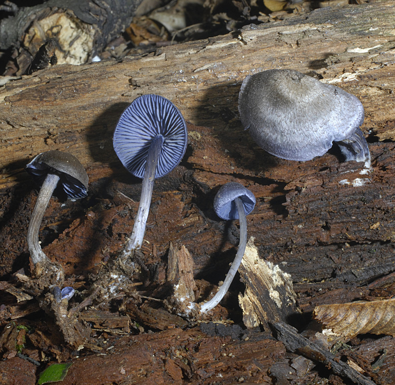 01062013120746 870 art 783 ent euchroum 5663 49 kopie