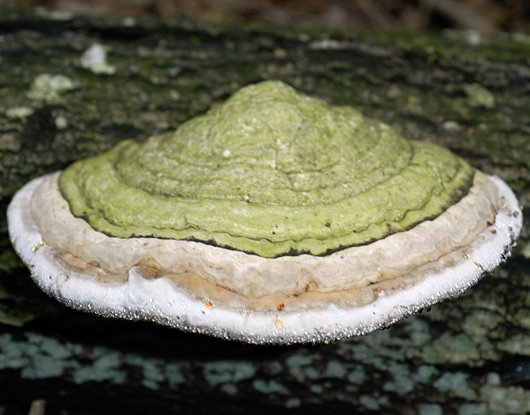 01062013120933 871 art 784 fom fomentarius 4987 10 kopie