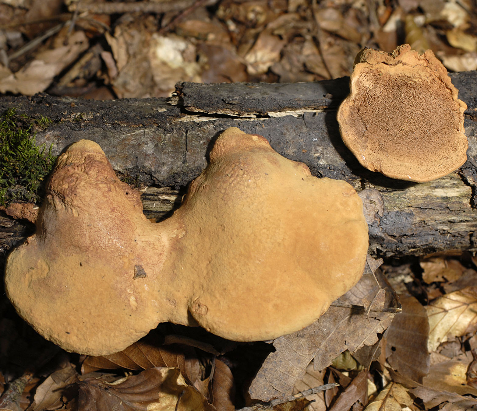 01062013121053 872 art 785 hap nidulans 5874 22 kopie