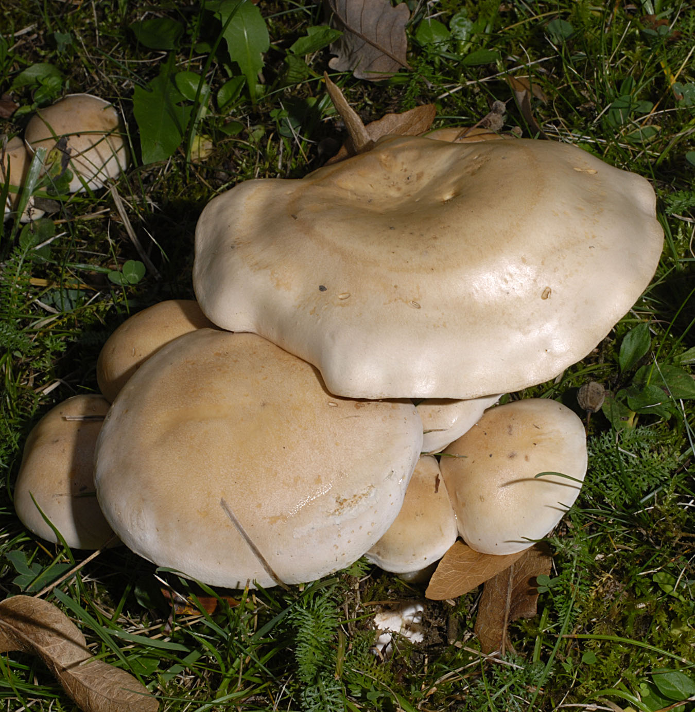 01062013121356 873 art 786 heb crustuliniforme 5678 94 kopie