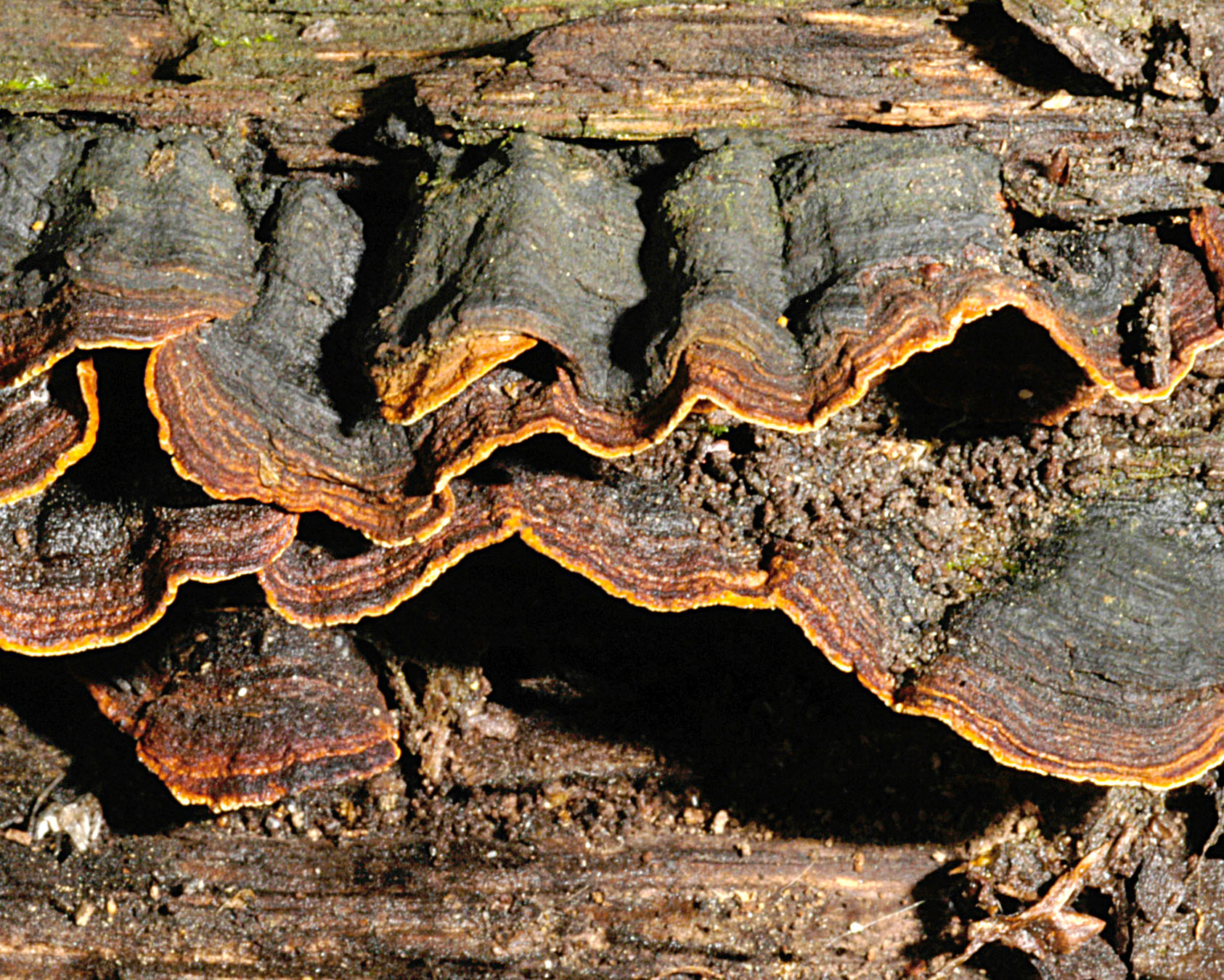 01062013121607 874 art 787 hym rubiginosa 5144 10 kopie