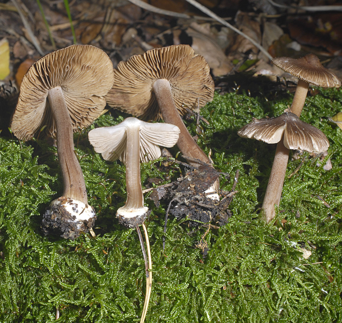 01062013121727 875 art 788 ino asterospora 5697 100 kopie