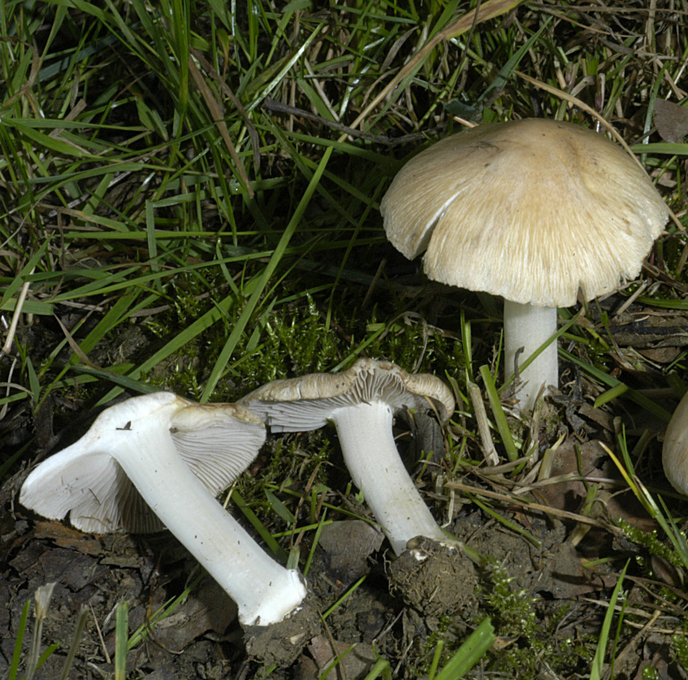 01062013121848 876 art 789 ino fibrosoides 5294 e22 kopie