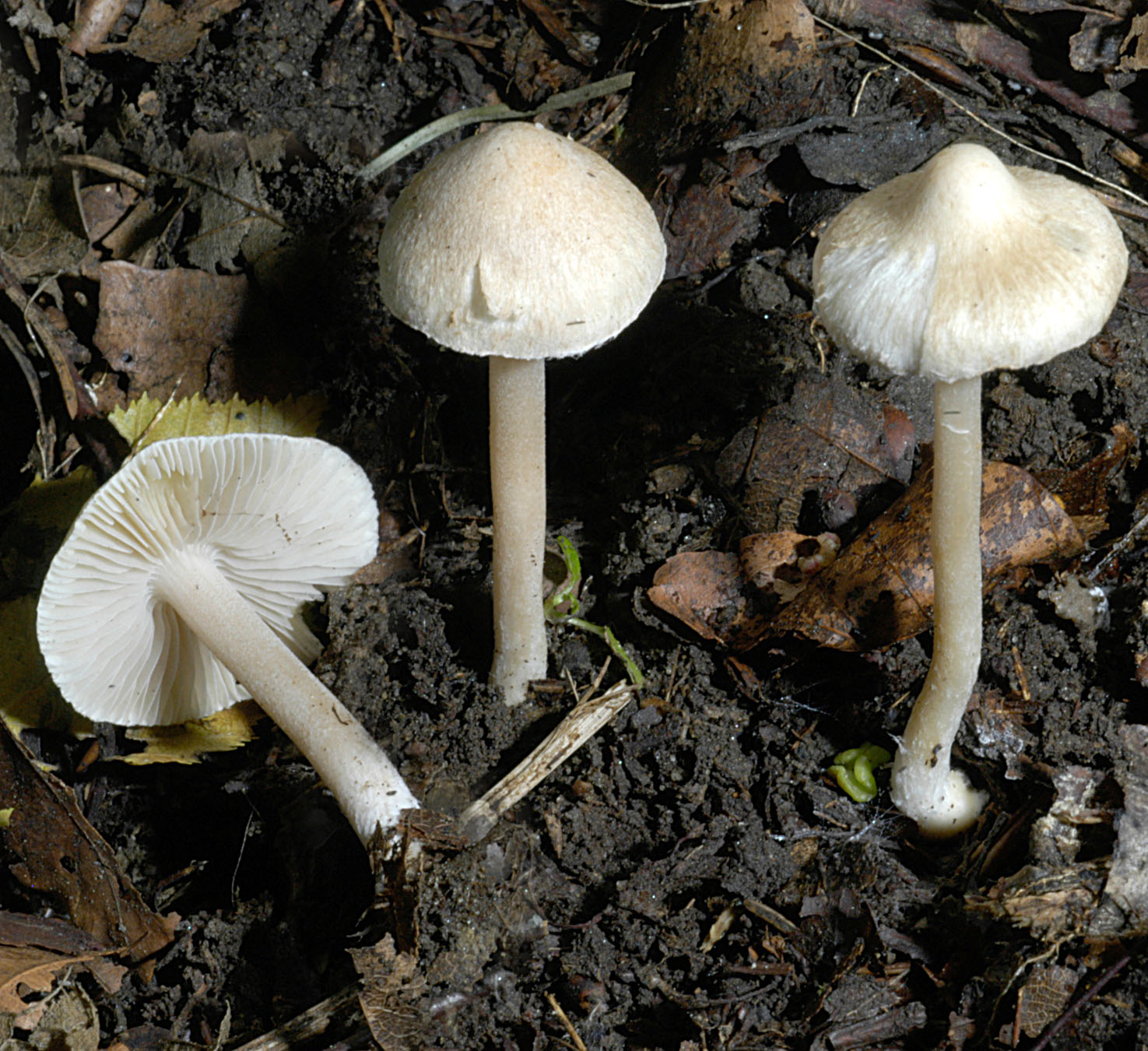 01062013122044 877 art 790 ino sindonia 5041 23 kopie