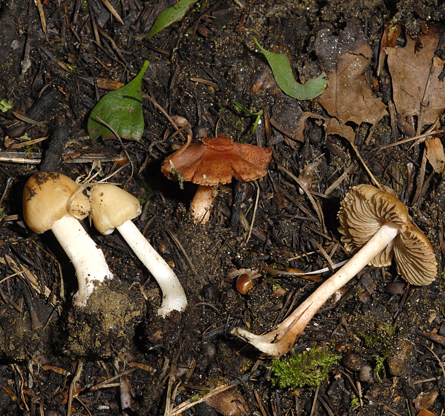 01062013122209 878 art 791 inocybe godeyi 5905 105 kopie