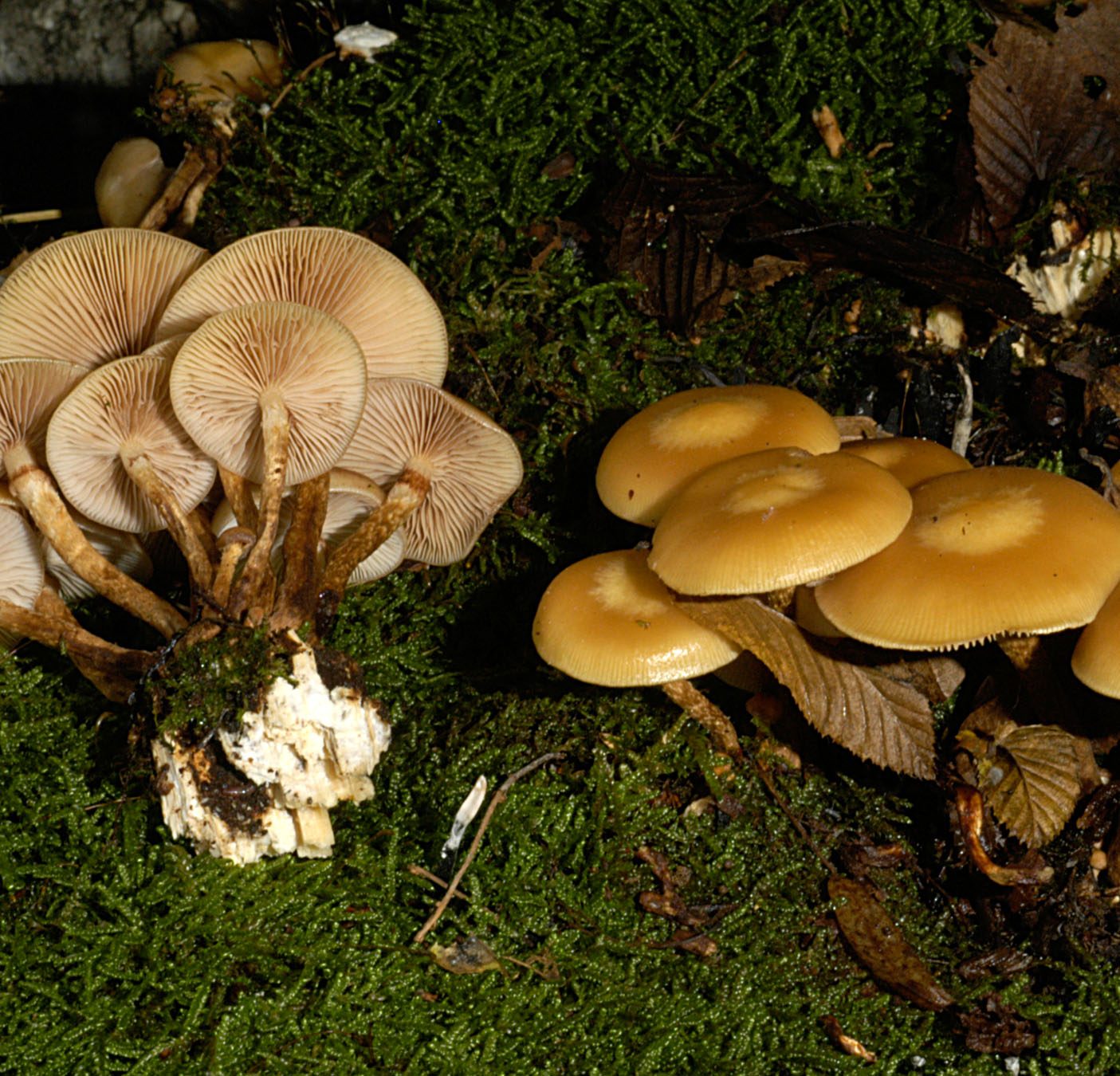 01062013122339 879 art 792 kue mutabilis 5167 33 kopie kopie