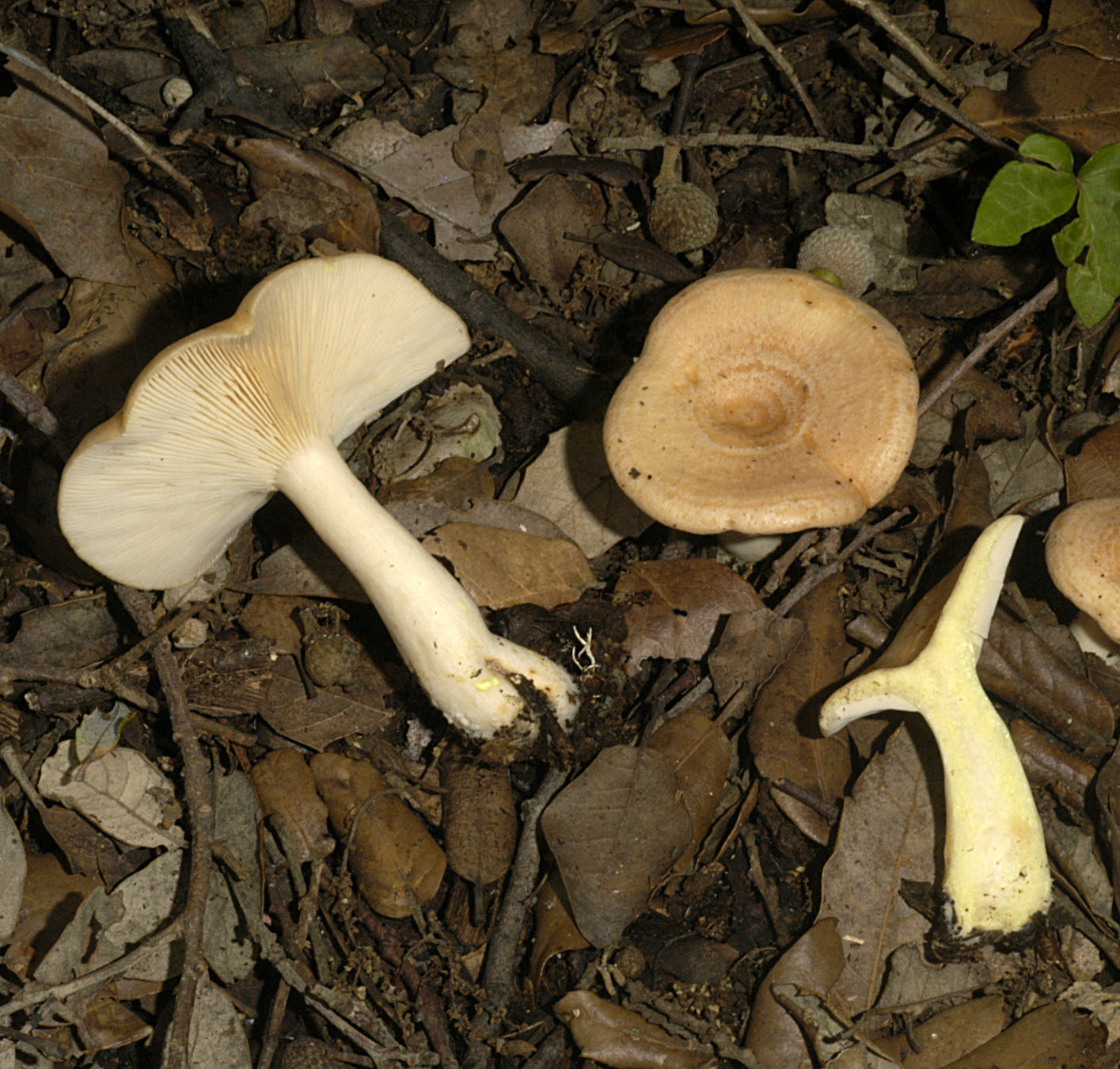 01062013122716 880 art 793 lac chrysorrheus 5378 2 kopie