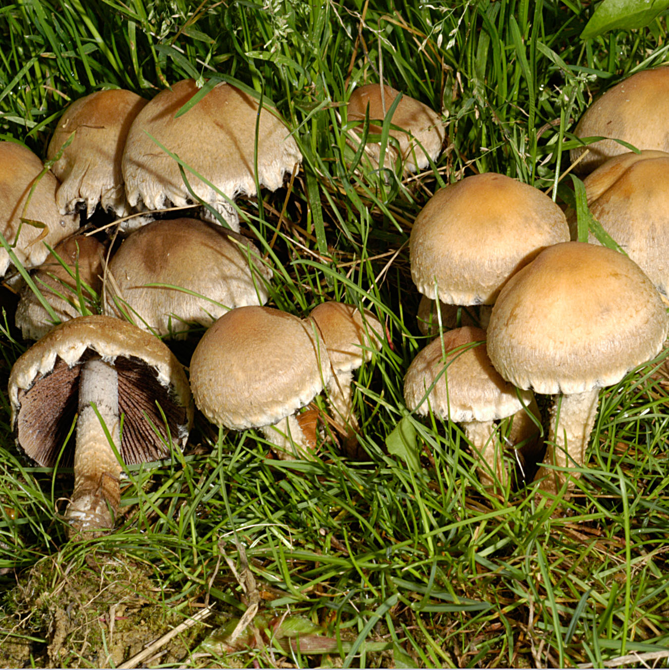 01062013123022 881 art 794 lac lacrymabunda 4996 34 kopie